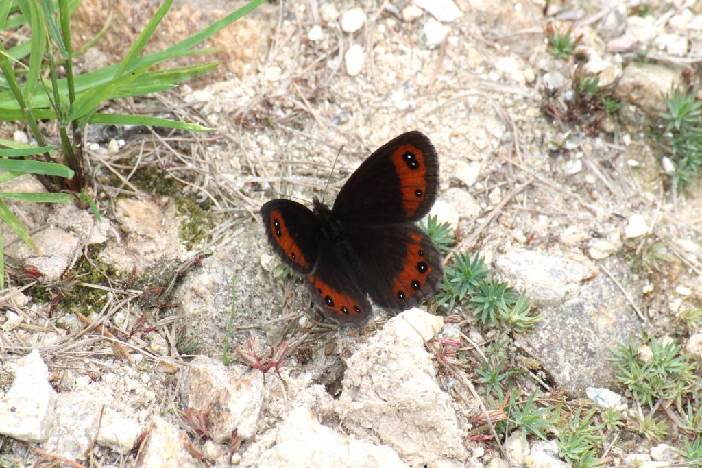 Erebia montana? S